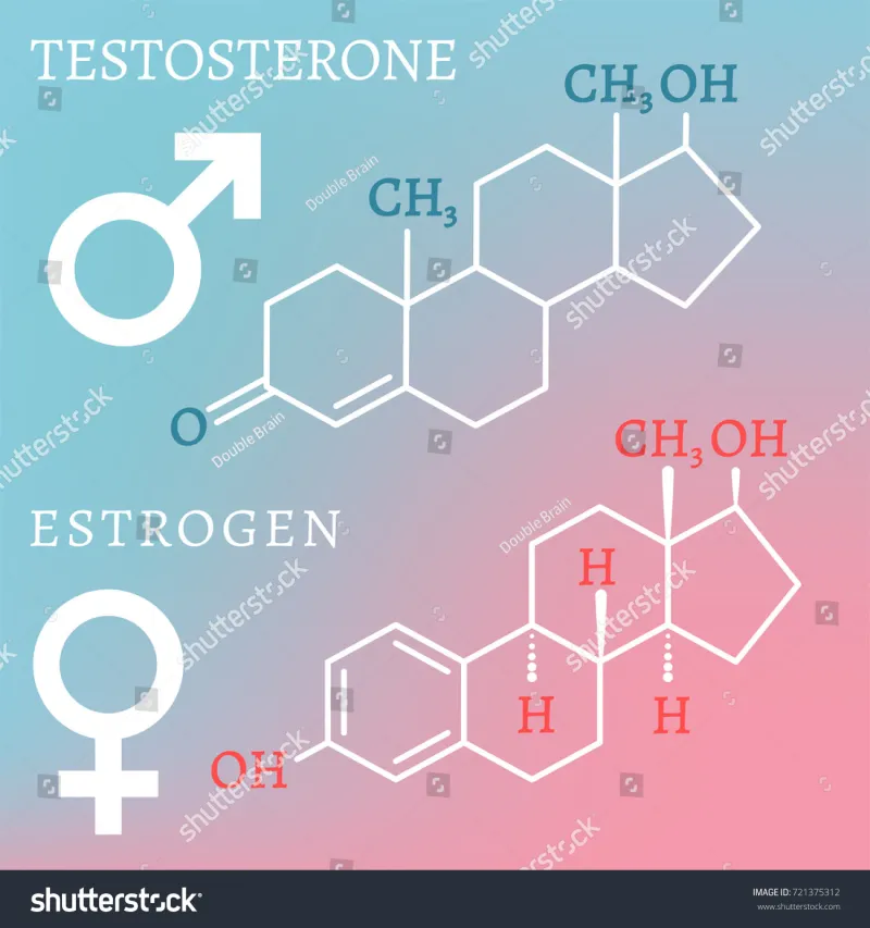 Estrogen Is Not the Enemy: What Every Serious Man Needs to Know About Hormonal Balance and Peak Output