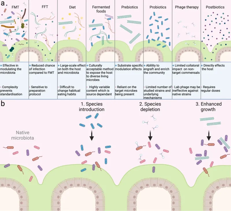 The Hidden Gatekeeper: How Your Gut Microbiome Controls Your Performance Ceiling