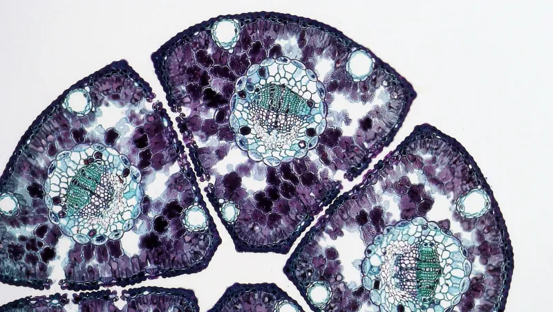 The Thyroid Paradox: When Your Hormone Numbers Look Perfect but Your Body Refuses to Respond