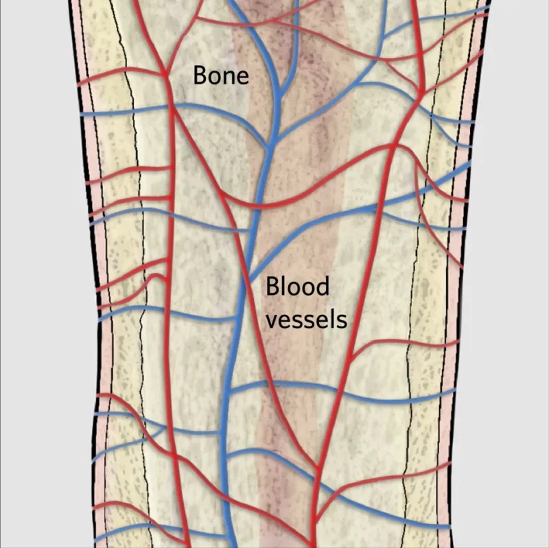 Your Vascular Architecture Is the Foundation of Every Performance Goal You Have